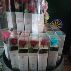 Rosas Preservadas